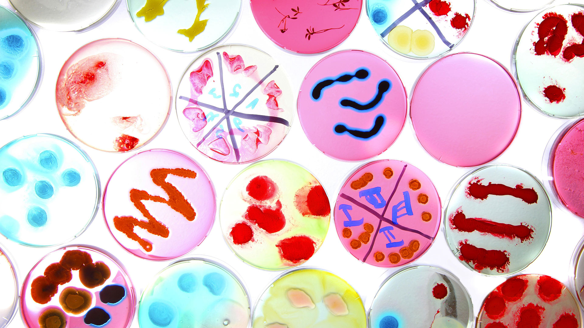 Drought vs. Fire Blight: Key Distinctions for Tree Health